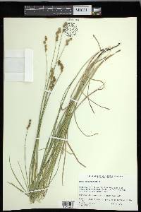 Carex festucacea image