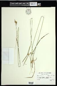 Carex flava image