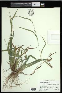 Carex flaccosperma image