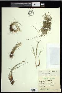 Carex filifolia image