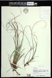 Carex floridana image