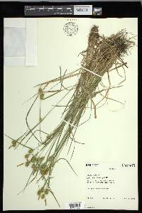 Carex flava image