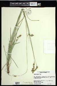 Carex foenea image