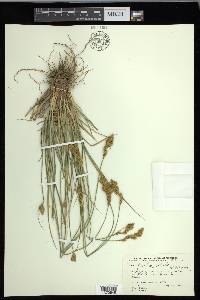 Carex fracta image