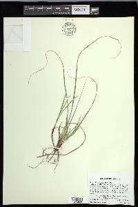 Carex floridana image