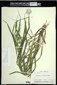 Carex folliculata image