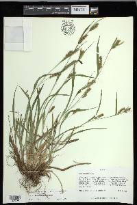 Carex flaccosperma image