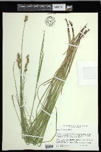 Carex festucacea image