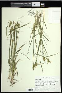 Carex flava image