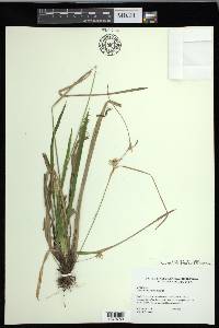 Carex folliculata image