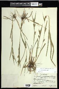 Carex flaccosperma image