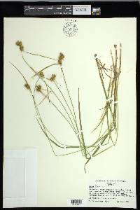 Carex flava image