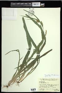 Carex flaccosperma image