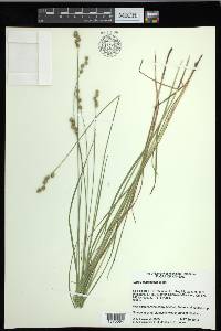 Carex festucacea image