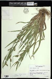 Carex flaccosperma image