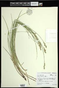 Carex festucacea image