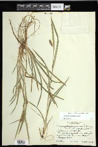 Carex flaccosperma image