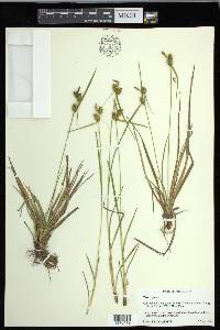 Carex flava image