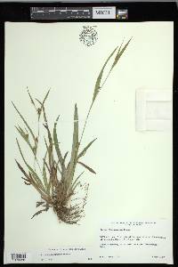 Carex flaccosperma image