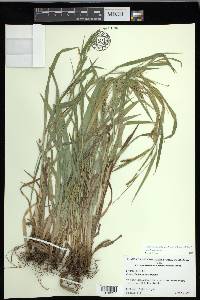 Carex flaccosperma image