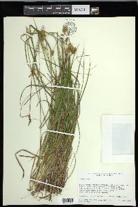 Carex flava image