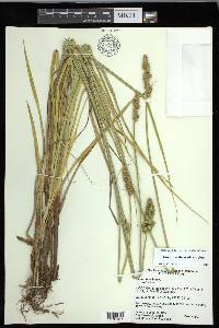 Carex fissa var. fissa image