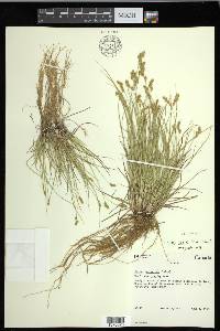 Carex foenea image