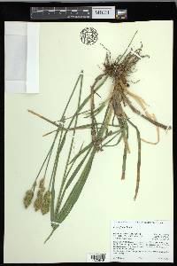 Carex fracta image