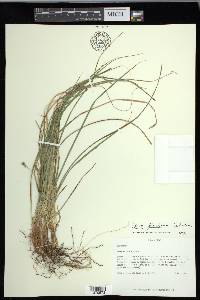 Carex floridana image