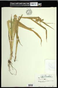 Carex folliculata image