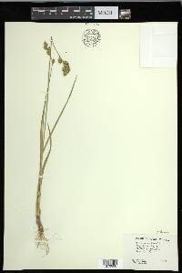 Carex foenea image