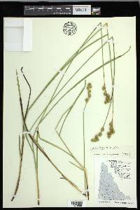 Carex foenea image