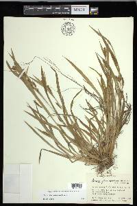 Carex flaccosperma image