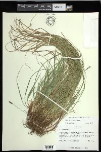 Carex floridana image