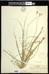 Carex foenea image