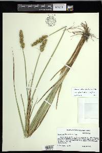 Carex fissa var. fissa image