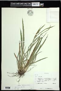 Carex flaccosperma image