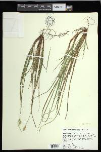 Carex floridana image