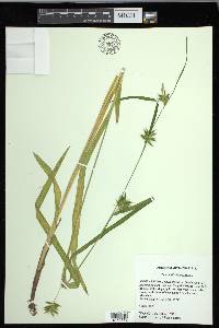 Carex folliculata image