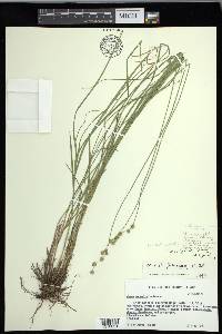 Carex festucacea image