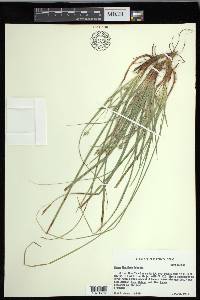 Carex floridana image