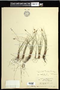 Carex filifolia var. erostrata image