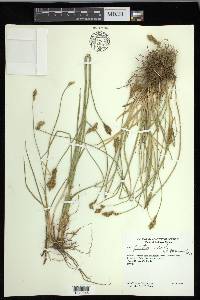 Carex fracta image