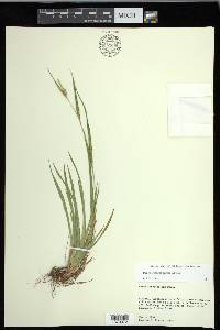 Carex flaccosperma image