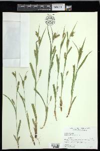 Carex flaccosperma image
