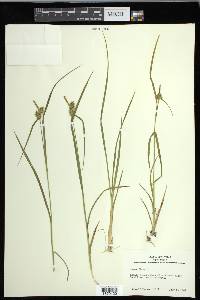 Carex flava image