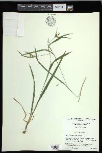 Carex flaccosperma image