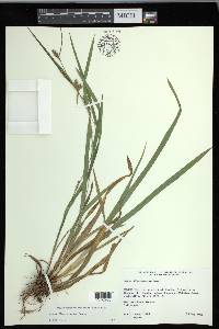 Carex flaccosperma image