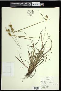 Carex flava image