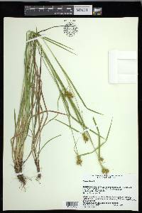 Carex flava image